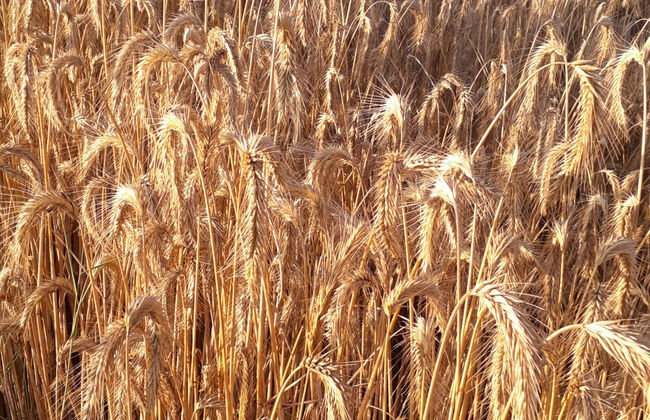 Dom pod Sosnami - Foto 47