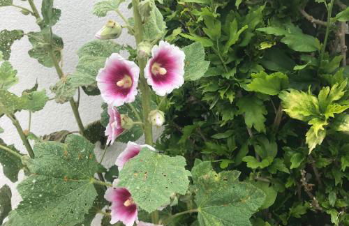 Le Petit Bois - Foto 30