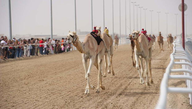 Camel racing