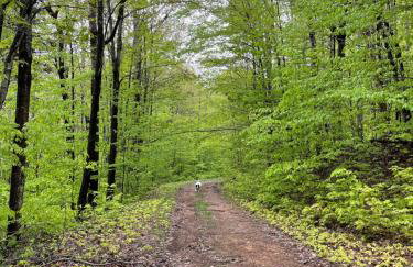 Timberwolf Lodge - Foto 13