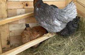 Casa Bosco - Photo 37