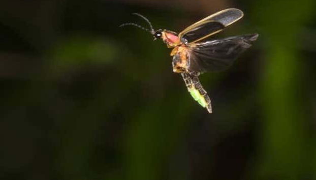 A firefly in Nanacamilpa