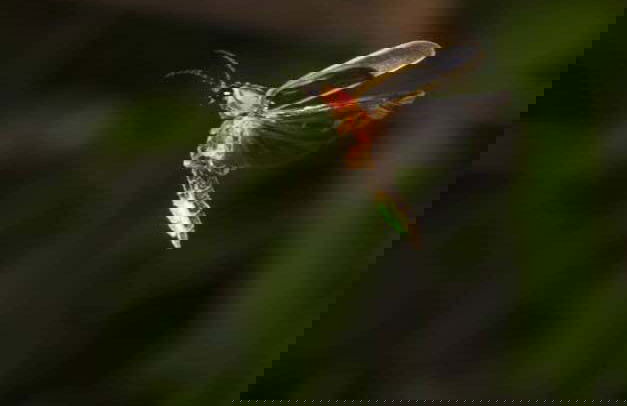 Nanacamilpa Firefly Sanctuary Tour - Photo 2