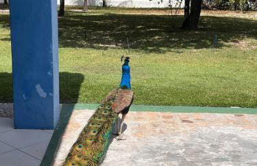 Chácara Adelly - Foto 36