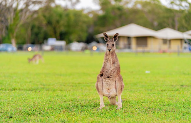 Habitat Noosa - Foto 13