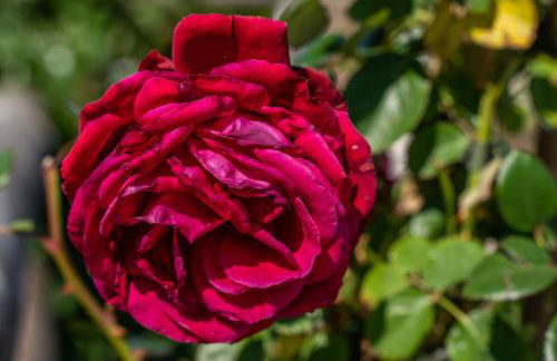 Dimora Delle Rose in Massa Lubrense - Foto 100