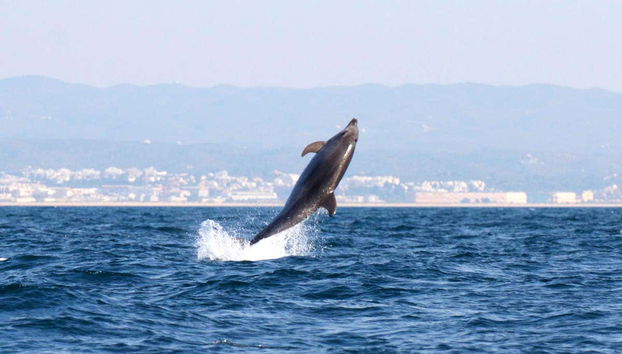 Dauphin sur la côte d’Algarve