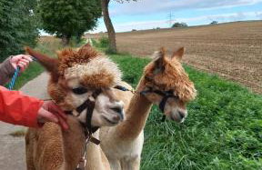 Gästewohnung Mühlstein - Foto 22