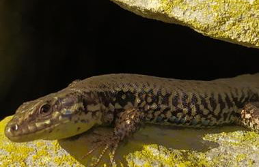 Ferienwohnung GABI - Foto 59