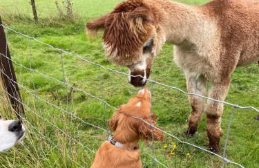 Owl Cabin - Photo 51