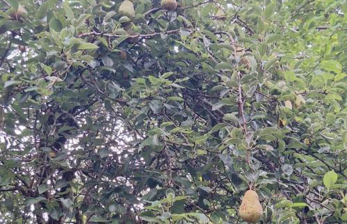 30 Peaceful Acres - Foto 14