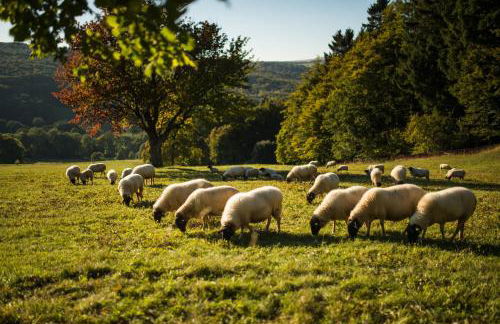 Großzügige Ferienwohnung am Stadtrand von Fulda - Photo 17