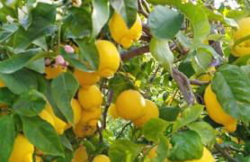 Sa Volta de Ca N'Oliver - Foto 30