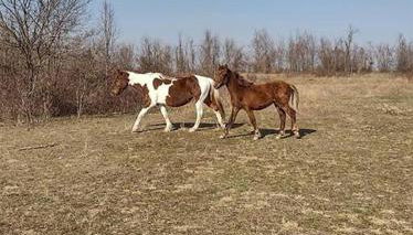 Sheppard's Holler - Photo 4