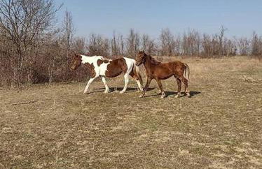 Sheppard's Holler - Photo 4