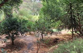 Finca el Agua da Vida (Los Eucaliptos & Los Olivos) - Foto 33