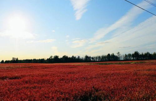 Pine and Sea Beach Retreat - Photo 28