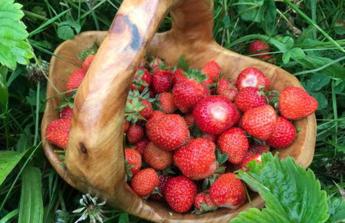 BioNestlein Wellness Apartments mit Biosauna und Wintergarten - Foto 25