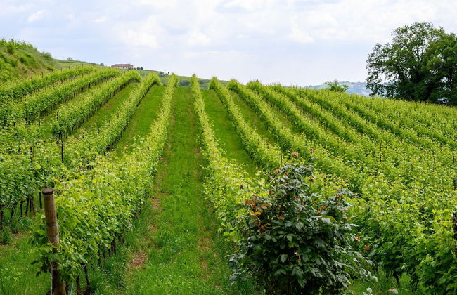 Massimago Wine Relais - Foto 44