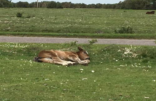 The Stables - 2 bed with large garden and hot tub. - Foto 24