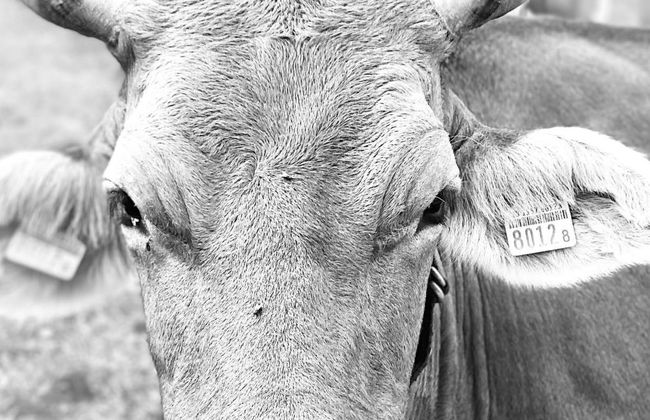 Chalet Bijou+ 1 OG - Foto 29