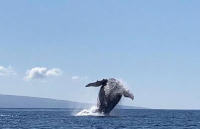 Molokai Island Retreat with Beautiful Ocean Views and Pool - Newly Remodeled! - Foto 42