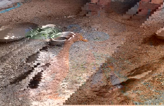 Koko's Farm - Foto 19