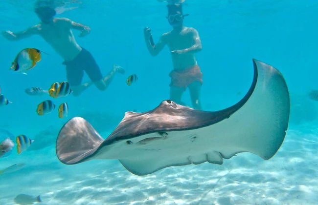 Whale Watching in Mo'orea - Foto 9