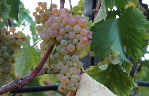 Agriturismo Ada Musso ss - Foto 39