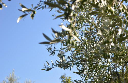 Cardinal Girolamo - Foto 8