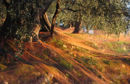 Ligurisches Rustico, umgeben von Olivenhainen am Dorfrand - Foto 25