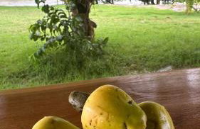 Rancho Piau - Foto 4