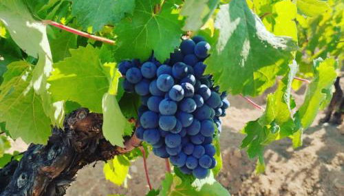 Casa Vacanza "Corso Olmo" - Foto 5