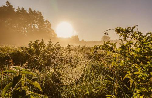 DOMKI w Zaciszu - Foto 42