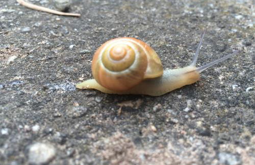 Alte Heimat - Foto 13