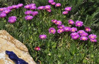 Agriturismo Morisfarms - Santa Laura - Foto 10