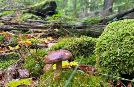 Dom z widokiem - Foto 79