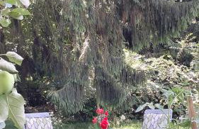 Przy pałacu - Foto 26