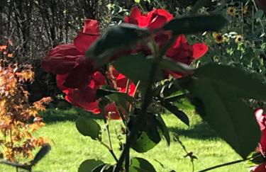 Vue du Gar - Foto 14