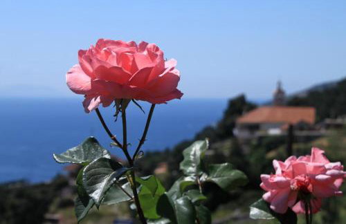 Apartments with parking space Sveta Nedilja, Hvar - 8792 - Foto 10