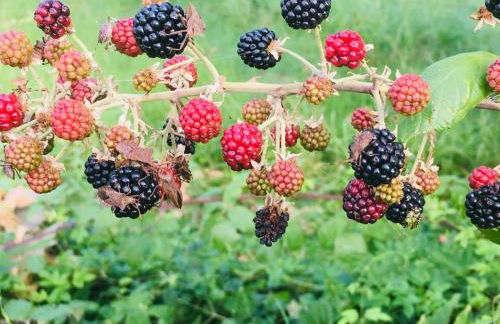 Incanto del Garda - Foto 28