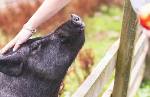 Calm Scottish Country Escape with Hot Tub Sleeps 6 - Foto 45