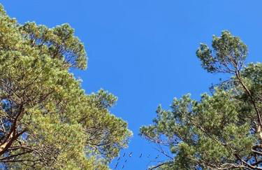 Gästesuite am Waldrand, Ausstieg auf Zeit - Foto 24