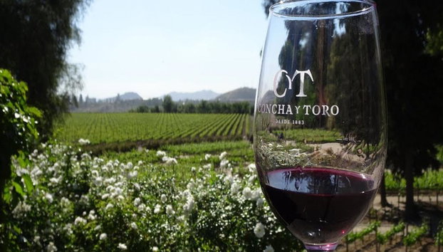 Visite viticole de Concha y Toro - Photo 2