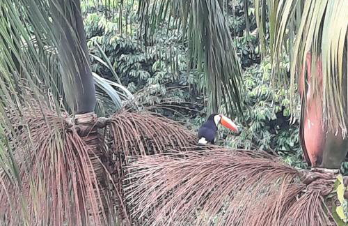 Aconchego no bairro mais charmoso da serra. - Foto 14