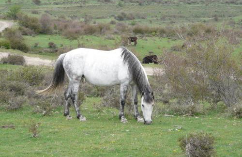 La Colmenita - Foto 15