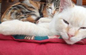 Arca dos Animais - Farming & SPA - Foto 53