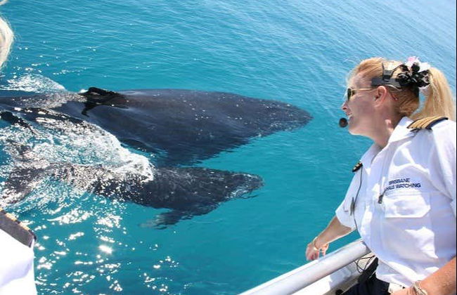Whale Watching in Moreton Bay - Photo 3