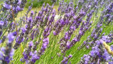 Agriturismo Podere Le Palaie - Foto 3