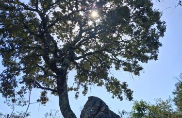 Quintal do Ti Zaquiel - Foto 9